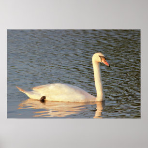 Poster Photo Swan