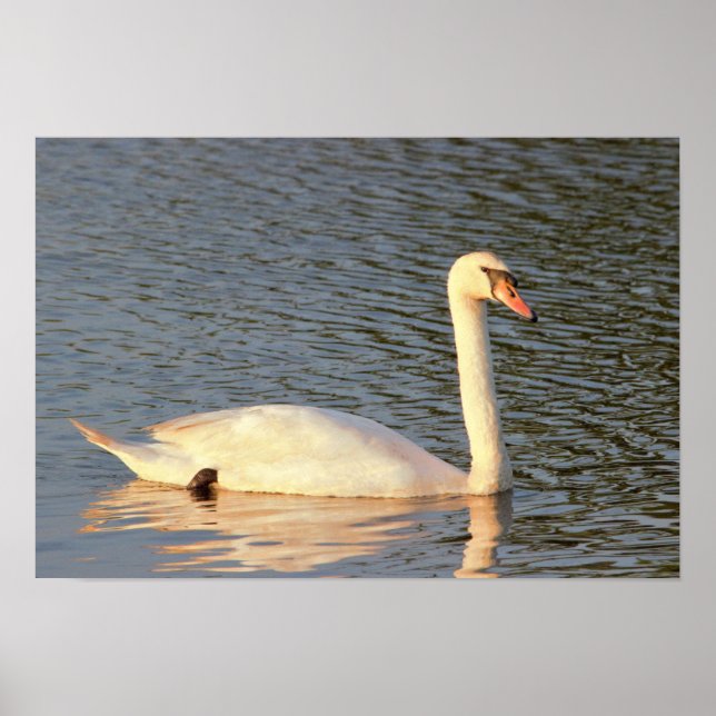Poster Photo Swan (Devant)
