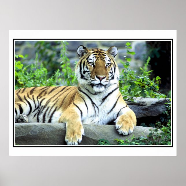 Poster Photo tigre sibérien (Devant)