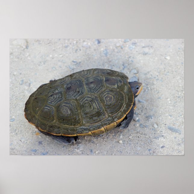 Poster Photo Tortue (Devant)