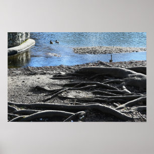 Poster photo Tree Roots