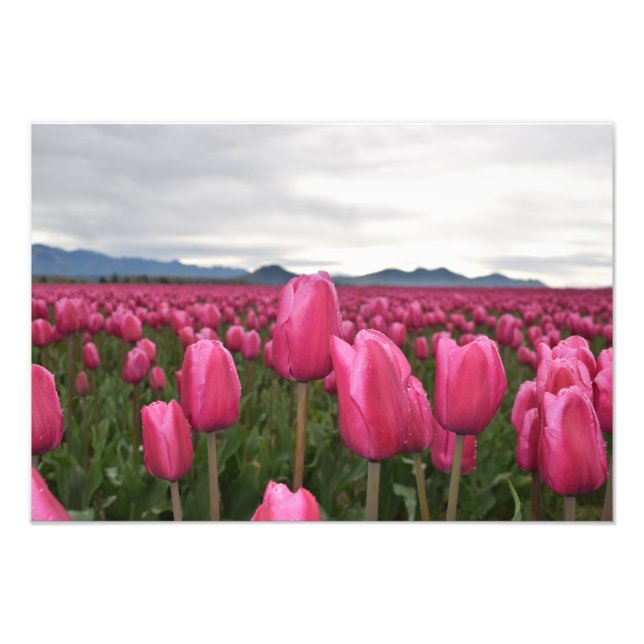 Poster photo Tulipes roses Fleurs (Devant)