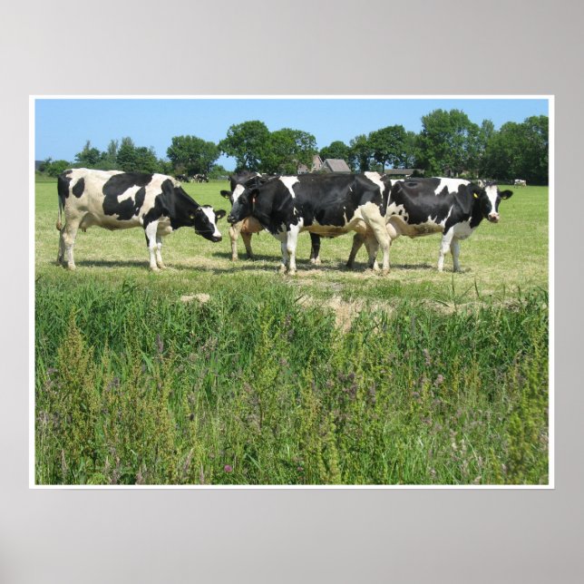 Poster photo vaches (Devant)