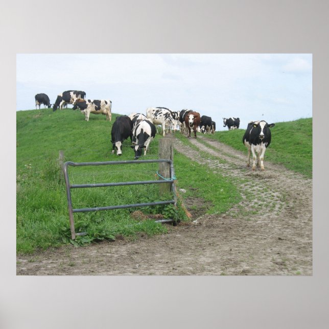 Poster photo vaches (Devant)