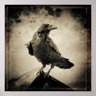 Poster Photo vintage Raven