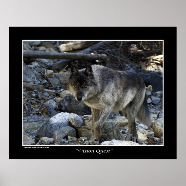 Poster photo "Vision Quest" Loup gris (Devant)