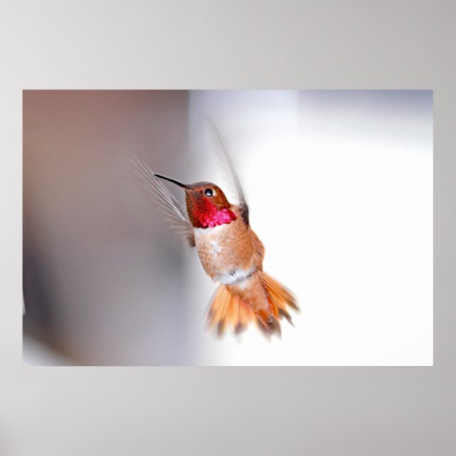 Poster Photo vol colibri (Devant)