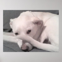 Photo White Dog With Tail on Face Grey