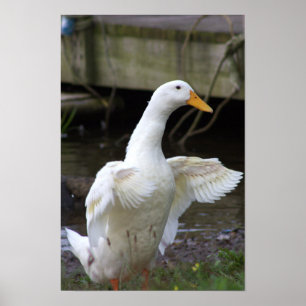 Poster photo White Duck