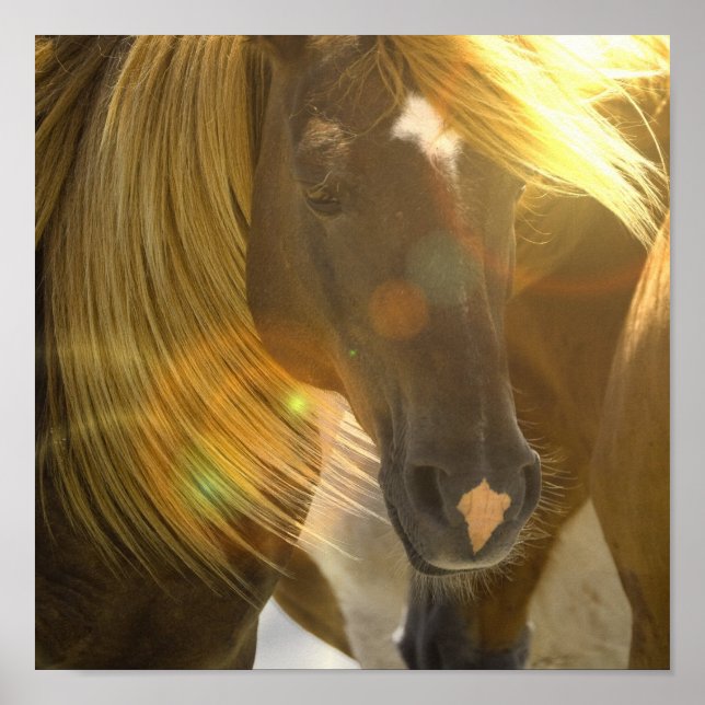 Poster photo Wild Horse Imprimer (Devant)
