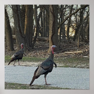 Poster photo Wild Turkeys