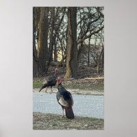 Poster photo Wild Turkeys