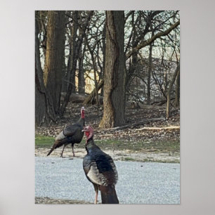 Poster photo Wild Turkeys