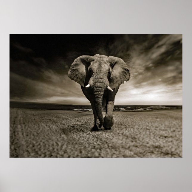 Poster Photo Wildlife Bull Elephant (Devant)