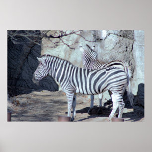 Poster Photo Zebras