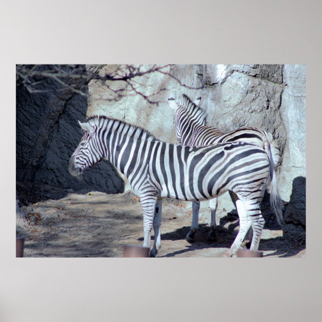 Poster Photo Zebras (Devant)