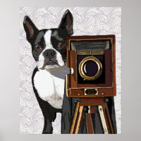 Photographe Boston Terrier