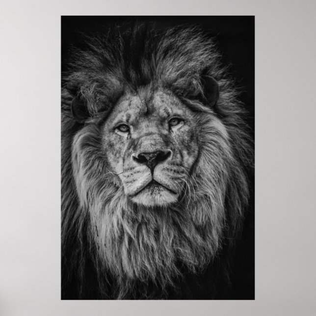 POSTER PHOTOGRAPHIE À GRANDE ÉCHELLE DE LION (Devant)
