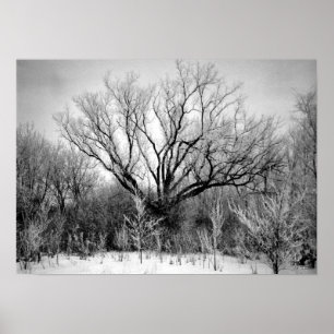 Poster Photographie à vendre - Arbres dépoli Imprimer