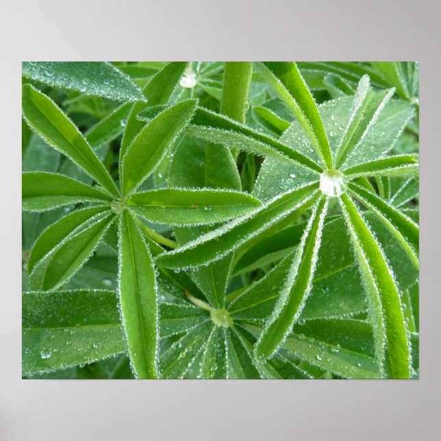 Poster Photographie botanique Feuille de Lupin (Devant)