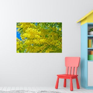 Poster Photographie botanique florale de Mimosa