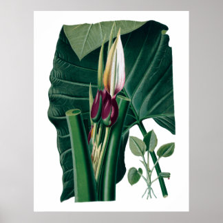 Poster Photographie botanique tropicale feuille