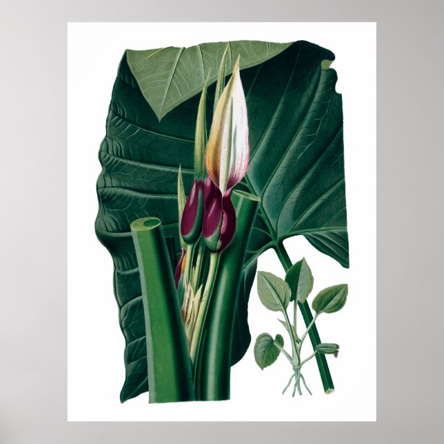 Poster Photographie botanique tropicale feuille (Devant)