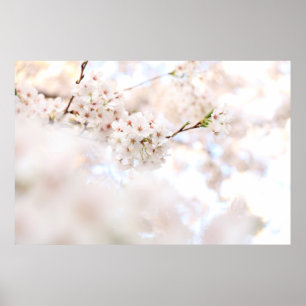 POSTER PHOTOGRAPHIE CLOSEUP CHERRY BLANC BLOSSOMS