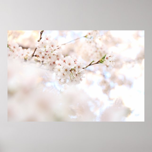 POSTER PHOTOGRAPHIE CLOSEUP CHERRY BLANC BLOSSOMS (Devant)