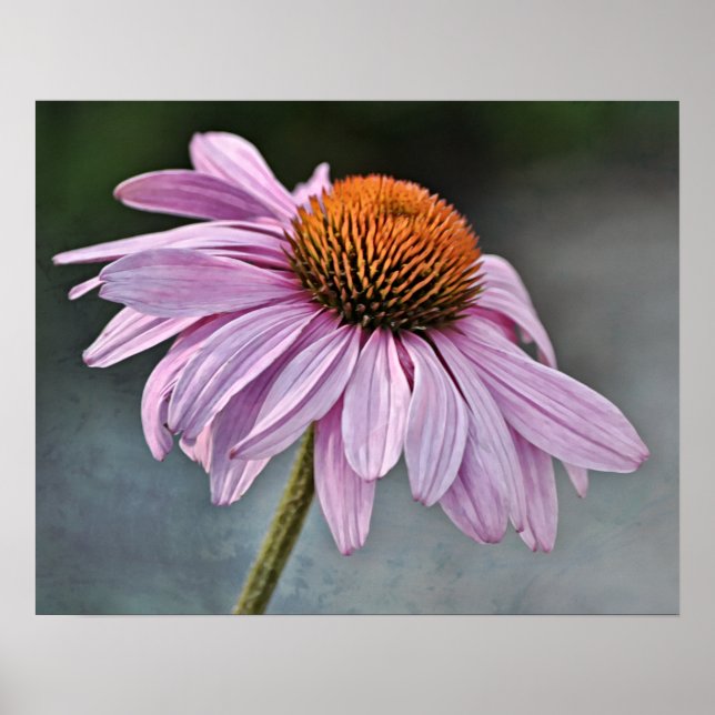 Poster Photographie d'Art Artistique (Devant)