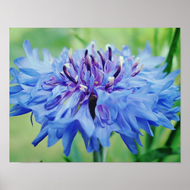 Poster Photographie d'art bleu floral (Devant)