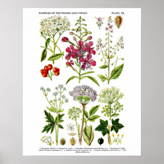 Poster Photographie d'art botanique Fleur sauvage no 4