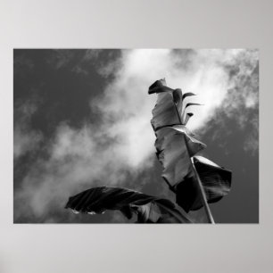Poster Photographie d'art noir et blanc Feuille de Banana
