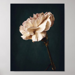 Poster Photographie d'art romantique de l'oeillet rose