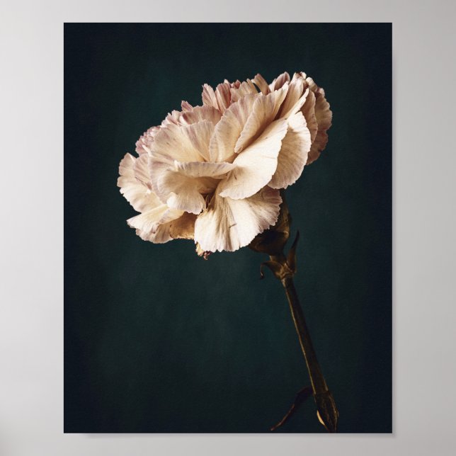 Poster Photographie d'art romantique de l'oeillet rose (Devant)