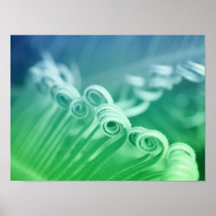 Poster Photographie d'art tropical du palmier de Sago