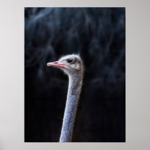 Poster Photographie d'autruche
