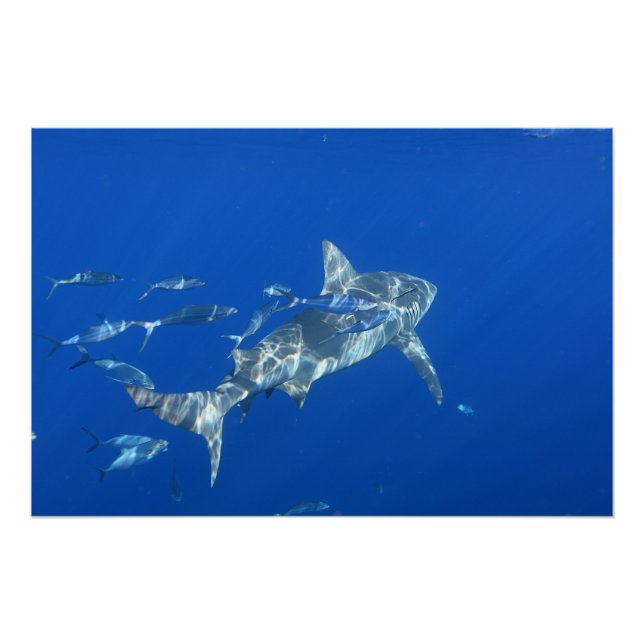 Poster Photographie de Bull Shark (Devant)