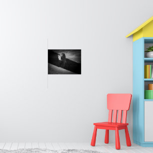 Poster Photographie de chat de rue en noir et blanc