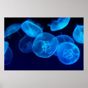 POSTER PHOTOGRAPHIE DE CLOSEUP DE SWARM DE JELLYFISH