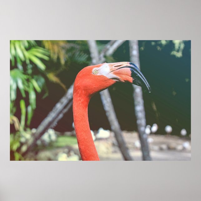 Poster Photographie de closeup d'oiseau rouge à long cou (Devant)