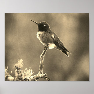 Poster Photographie de colibri Sepia Décor de mur Imprime