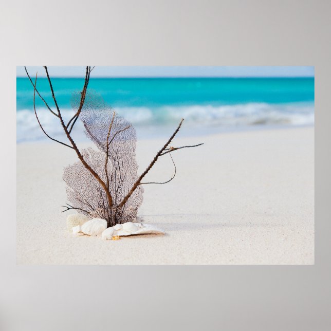 Poster Photographie de Coquillages sur une plage de sable (Devant)