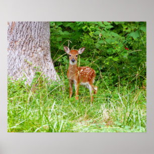 Poster Photographie de faon dans les bois