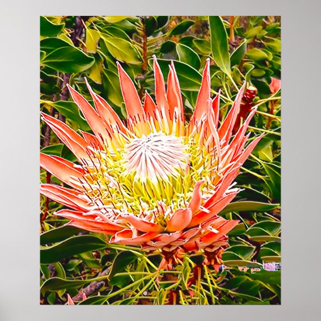 Poster Photographie de fleurs australiennes de Protea (Devant)