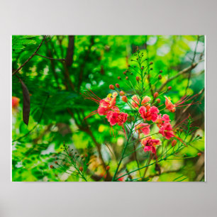 Poster Photographie de fleurs tropicales roses, botanique