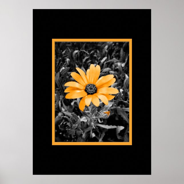 Poster Photographie de gerbera africain Color Splash Spri (Devant)