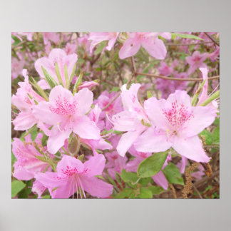 Poster Photographie de gros plan d'azalée en fleurs