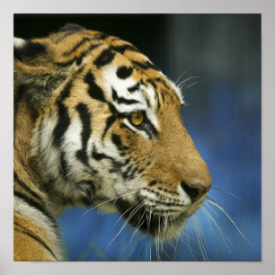 Poster Photographie de gros plan de côté de tigre