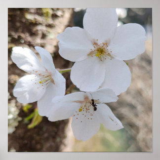 Poster Photographie de gros plan de fleurs de cerisier Sa